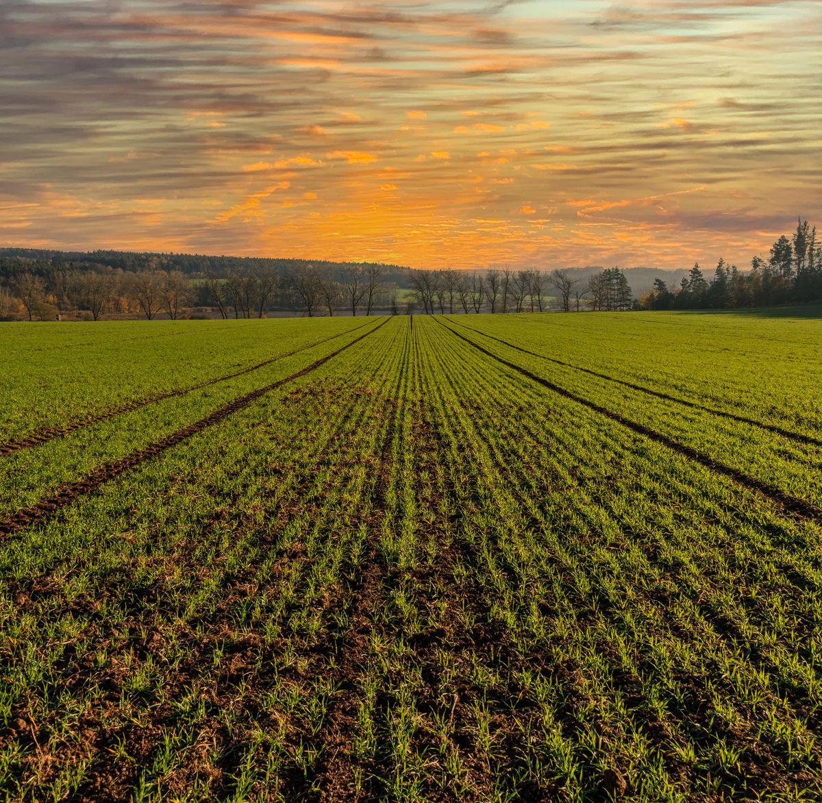 Rows of a green cropland running toward a golden sunset on the horizon